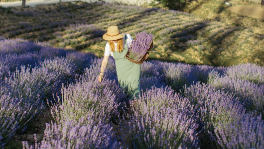 Blog: Het verschil tussen alle lavendelsoorten