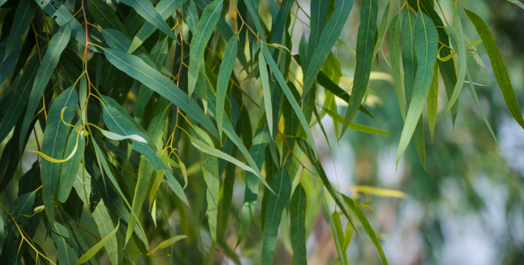 Eucalyptusolie