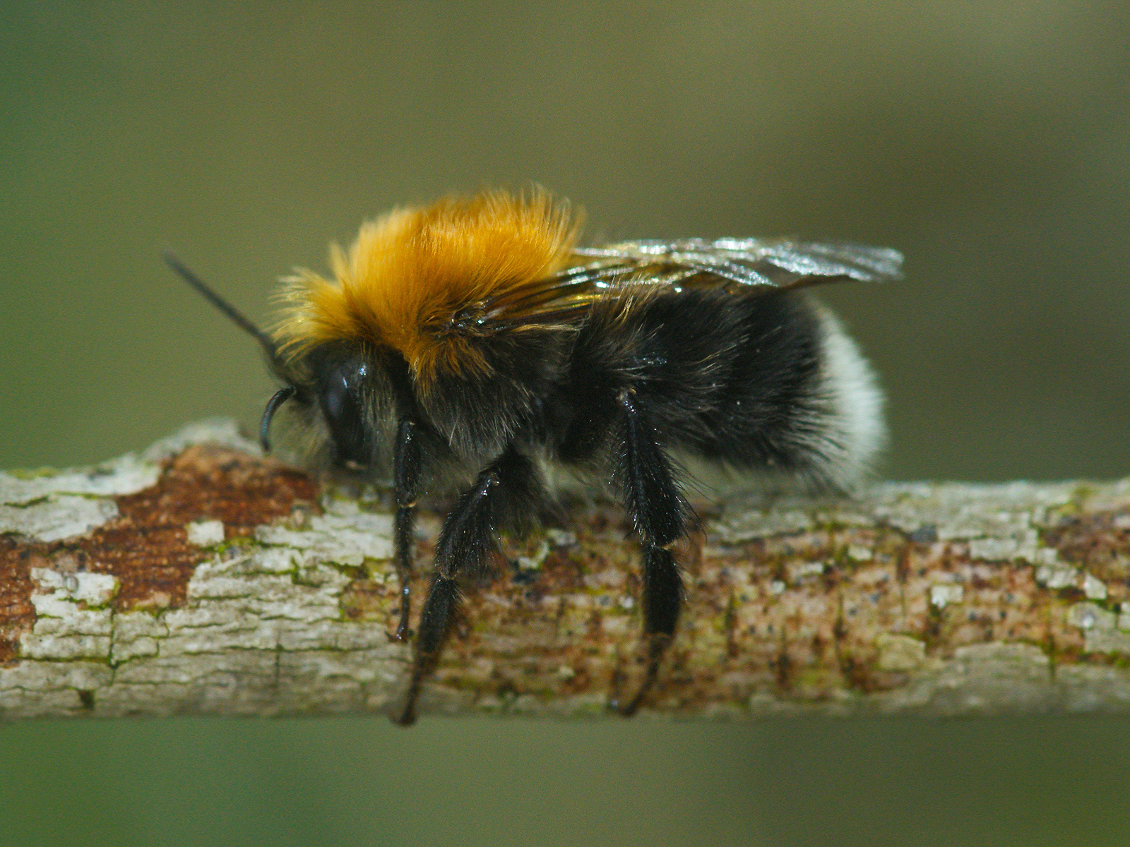 Bee Good for Nature