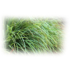 Palmarosa etherische olie, biologisch