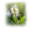 Kajeput etherische olie