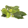 Ho-hout etherische olie, cultivar