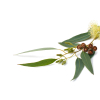 Eucalyptus Radiata etherische olie, biologisch