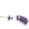 Lavendel hydrolaat, biologisch