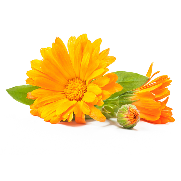 Calendula CO2 extract, biologisch