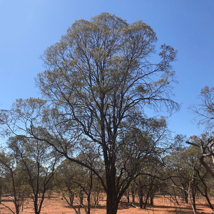Buddha Wood etherische olie
