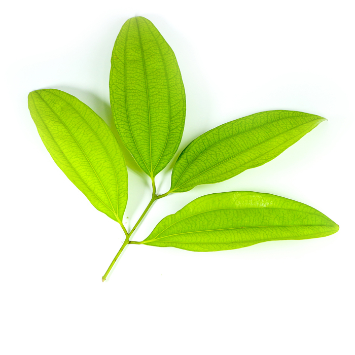 Kaneel blad etherische olie, biologisch