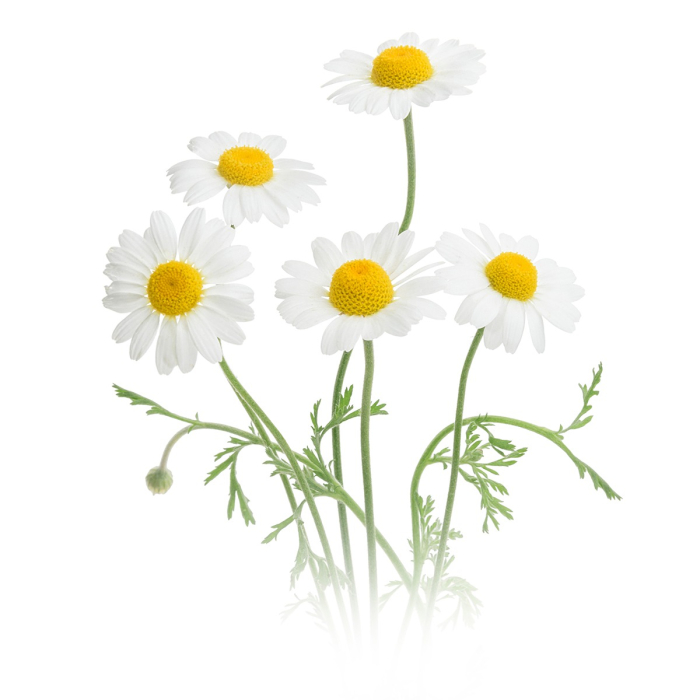 Kamille echte etherische olie, biologisch