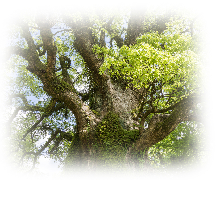 Kamfer etherische olie