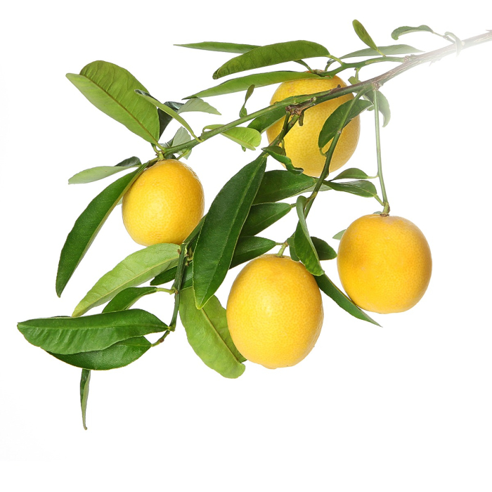 Citroen Petitgrain etherische olie