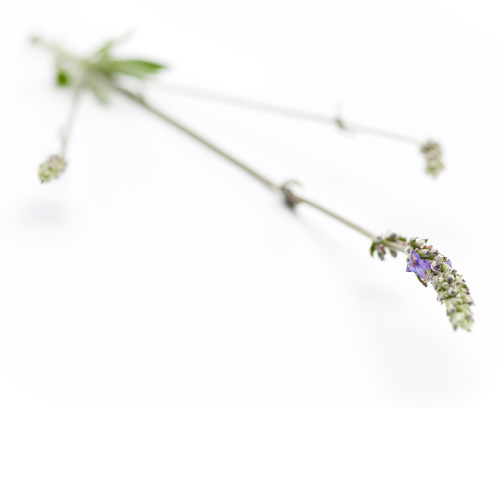 Lavendel spijk etherische olie, biologisch