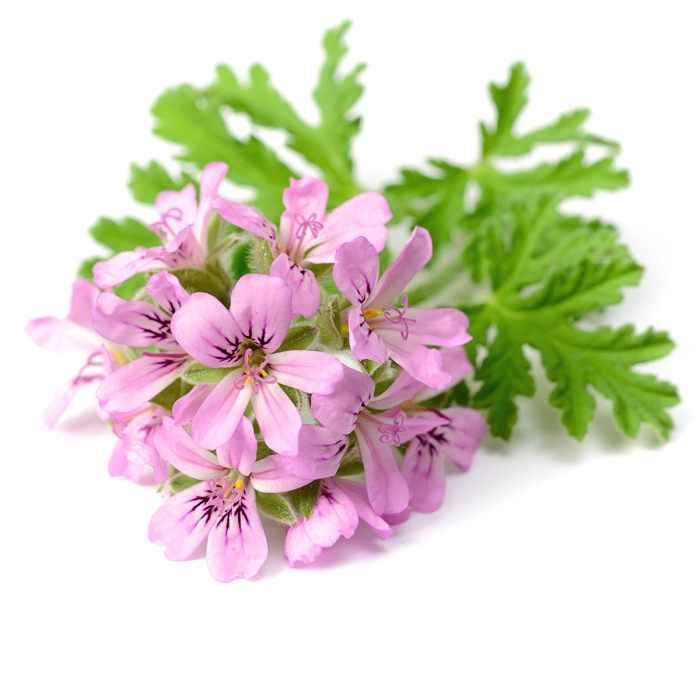 Geranium etherische olie