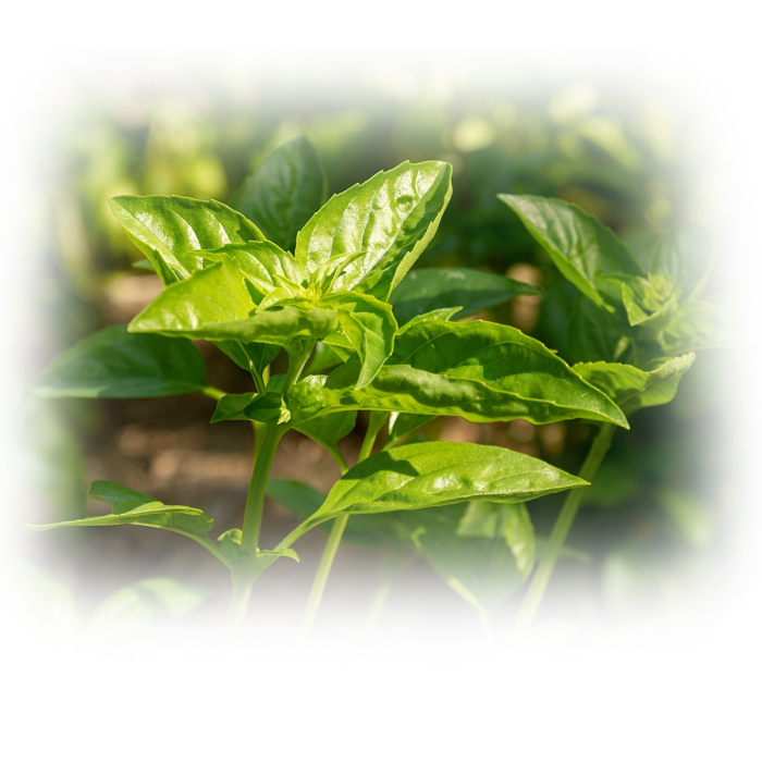 Heilige Basilicum etherische olie, biologisch