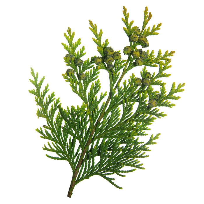 Thuja etherische olie