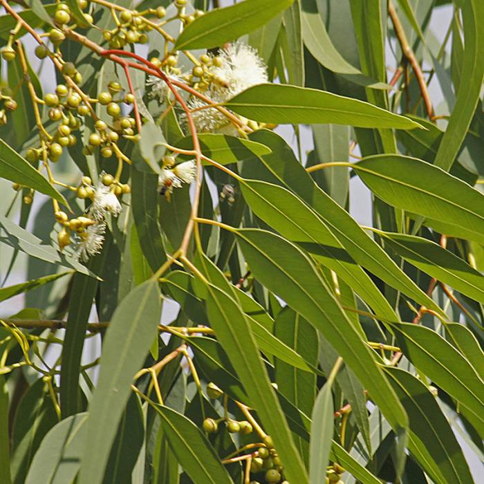 Eucalyptus citroen etherische olie