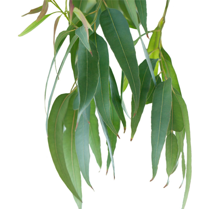 Eucalyptus smithii etherische olie, biologisch