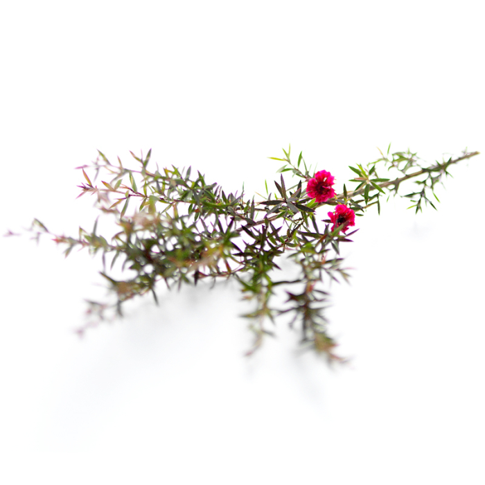 Manuka etherische olie 