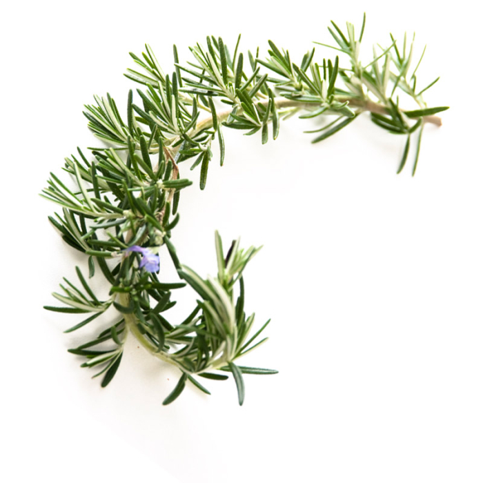 Rozemarijn cineol CO2 extract