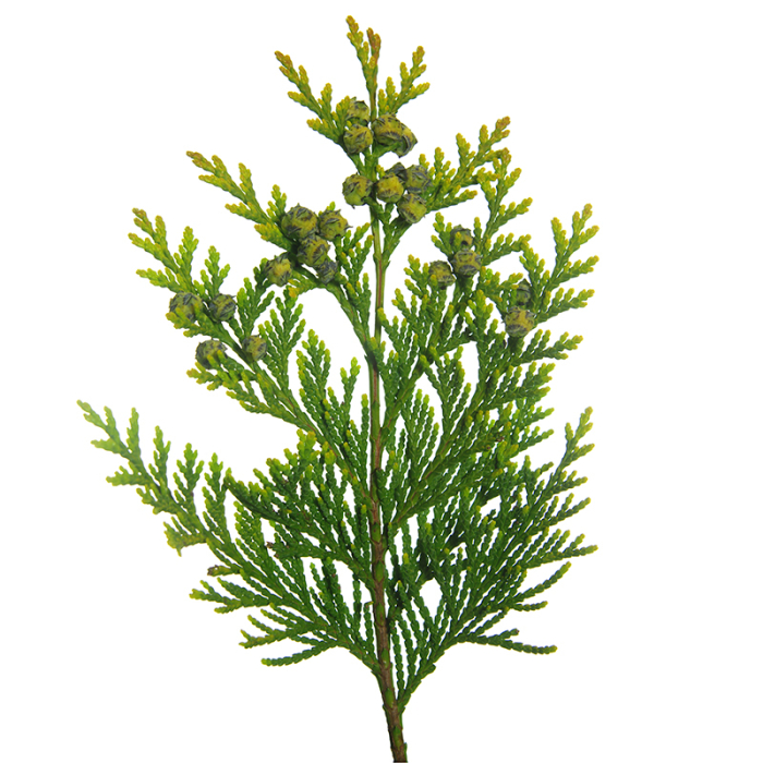 Thuja etherische olie