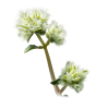 Marjolein Spanje etherische olie, biologisch