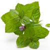 Pepermunt hydrolaat, biologisch