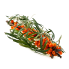 Duindoorn bessen CO2 extract total, biologisch