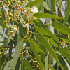 Eucalyptus citroen etherische olie