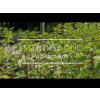 Pepermunt etherische olie, biologisch