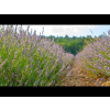 Lavendel spijk etherische olie, biologisch