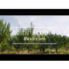 Basilicum linalool etherische olie, biologisch