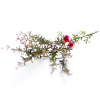 Manuka etherische olie 