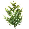 Thuja etherische olie