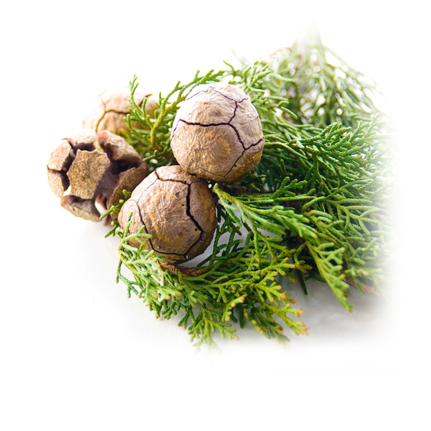 Cipres etherische olie