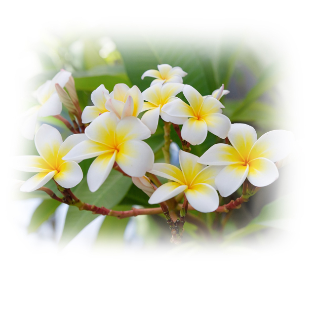 Frangipani Absolue etherische olie