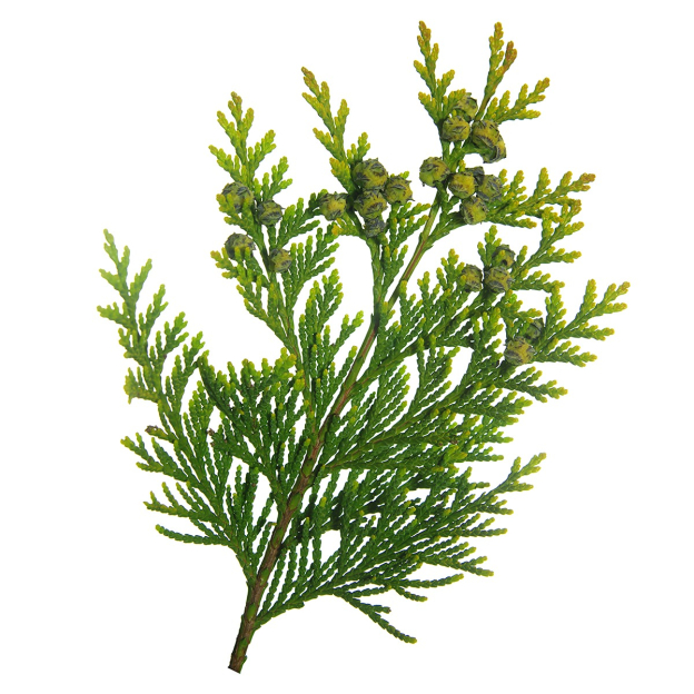 Thuja etherische olie