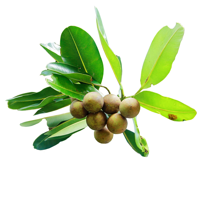 Tamanu plant olie, biologisch