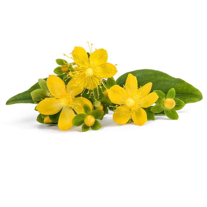 St. Janskruid Maceraat, biologisch