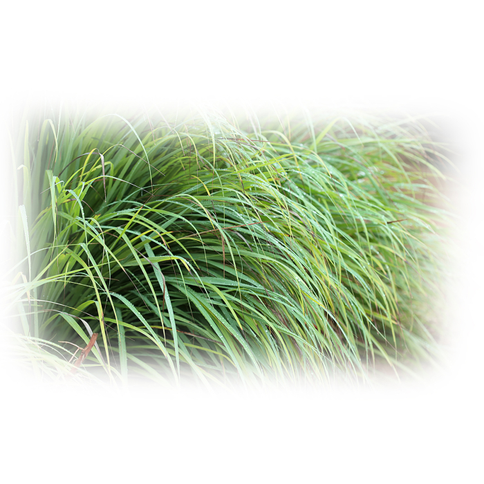 Palmarosa etherische olie, biologisch