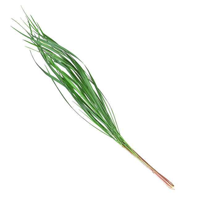 Citronella etherische olie, biologisch