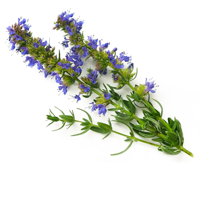 Hyssop etherische olie, biologisch