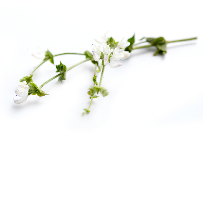 Scharlei etherische olie, biologisch