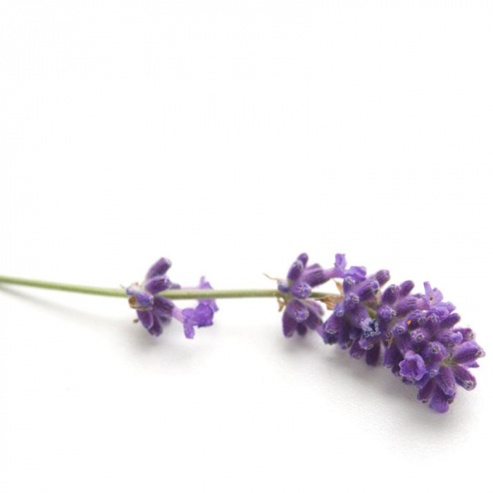 Lavendelolie, Frankrijk, cultivar