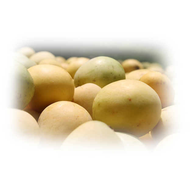 Marula plant olie