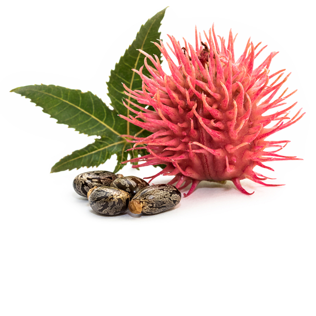 Castor olie, biologisch