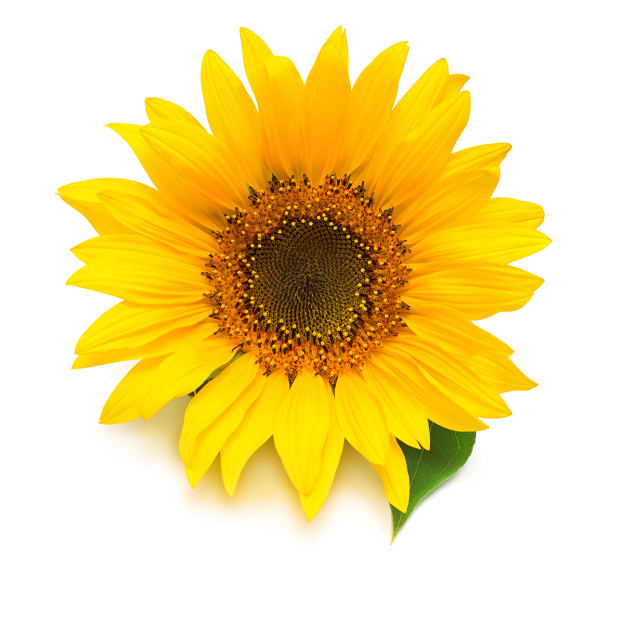 Zonnebloempit plant olie, biologisch
