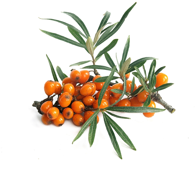 Duindoorn, bessen, CO2 extract, biologisch