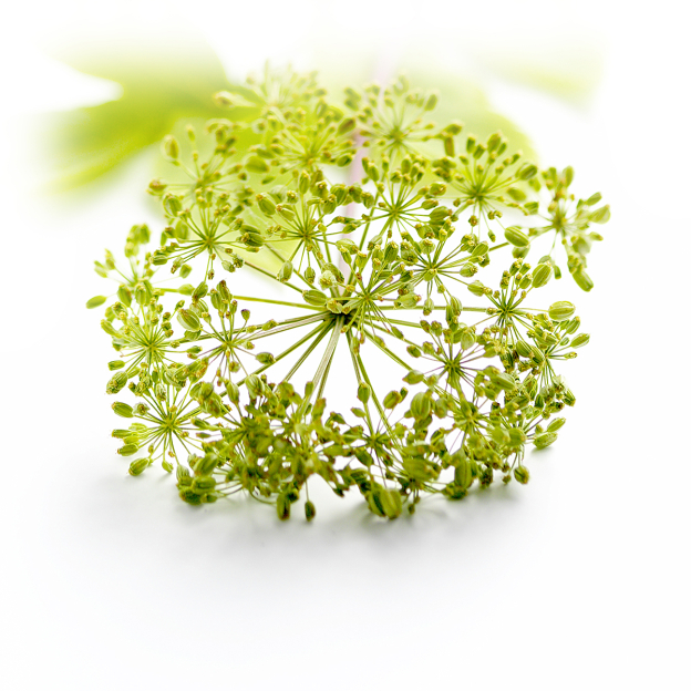 Engelwortel, biologisch, Co2 extract 