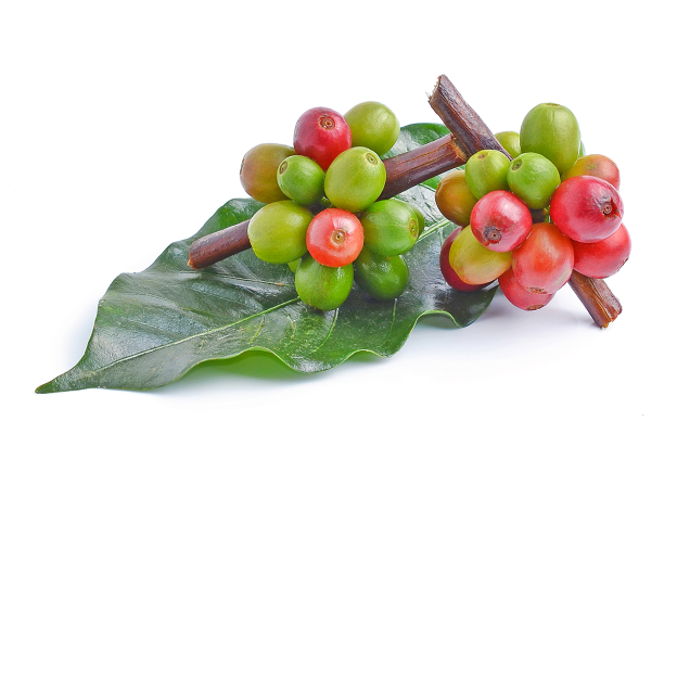 Koffie CO2 extract, biologisch