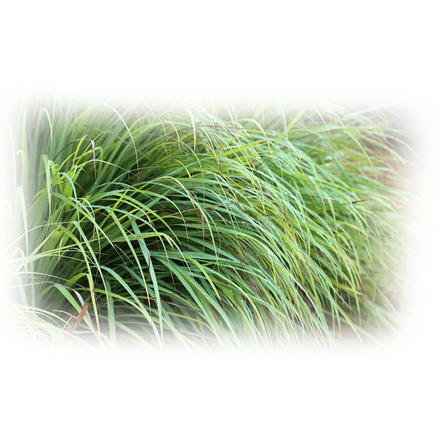 Palmarosa etherische olie, biologisch