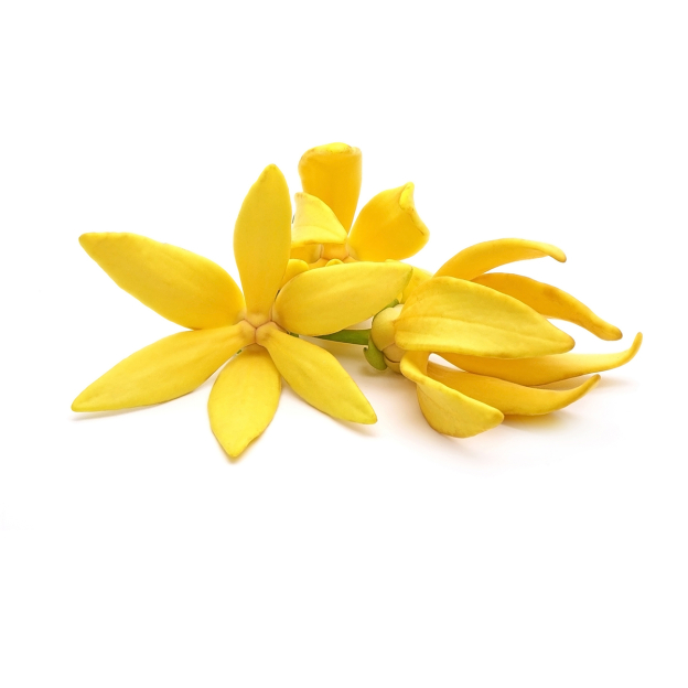 Cananga etherische olie, Wild
